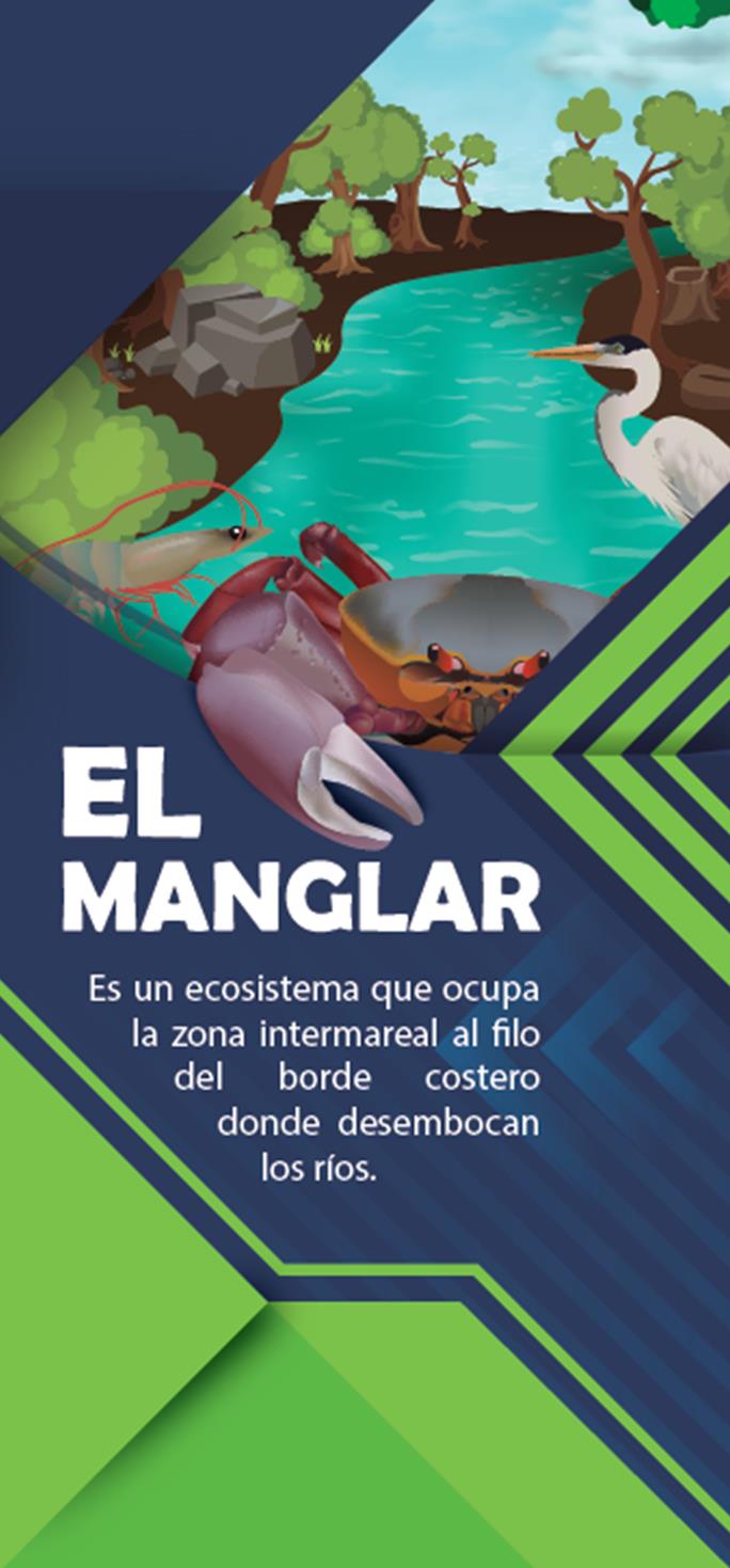 imagen viaje manglar